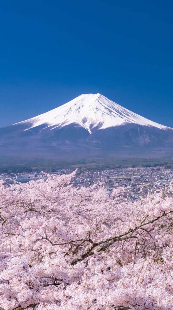🌸00949 /00953B/00952/00938/ETF/討論區