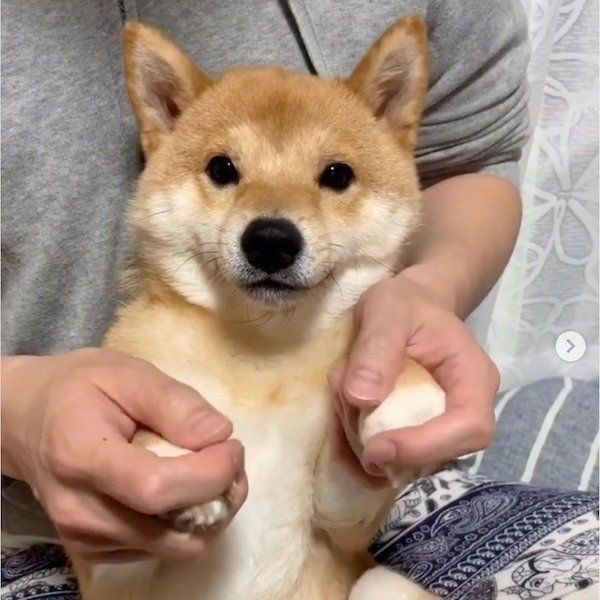 犬と一緒に寝ることをおすすめできない理由とは