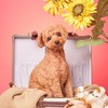 ふうた🐶🦷