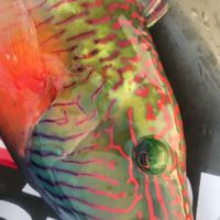 沖縄サップフィッシング