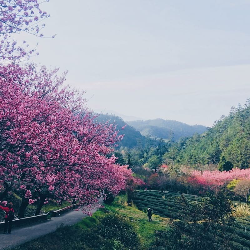 至今已蛻變成為環境優美的生態旅遊公園【四季景觀】農場歷經多次轉型規劃、輔以天然獨特景觀，隨著四季更迭，以「春花」、「夏果」、「秋楓」、「冬雪」展現出迥異情調，其中又以深秋楓紅吸引人潮不斷，緊接著12月