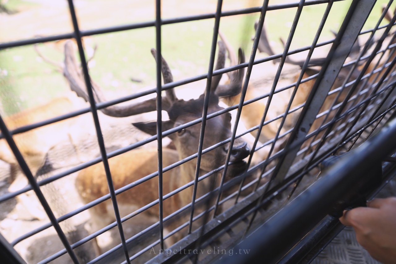 九州自然野生動物園 1280