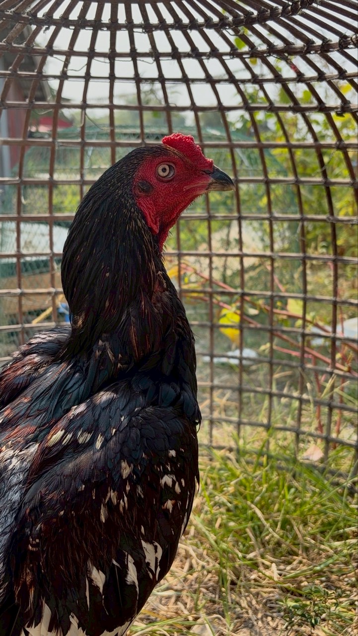 ลาภานิกรณ์ฟาร์ม-ChanonFarm🐣