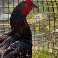 ลาภานิกรณ์ฟาร์ม-ChanonFarm🐣