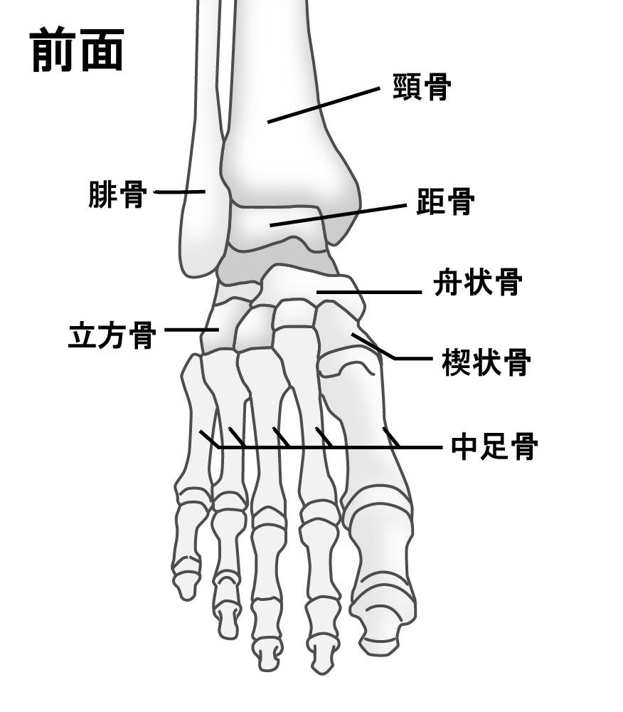 足の甲 英語訳