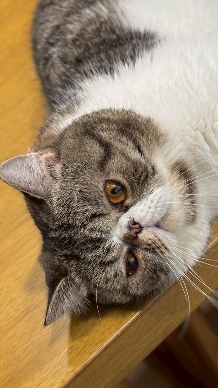 Catnip.co (けとにと)