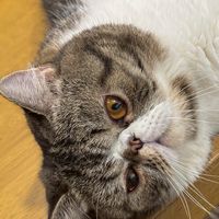 Catnip.co (けとにと)