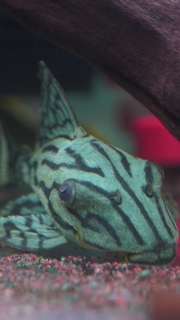 魚境水族