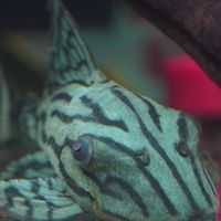 魚境水族