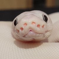 靈蛇出洞
