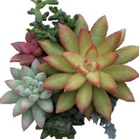 多肉植物図鑑