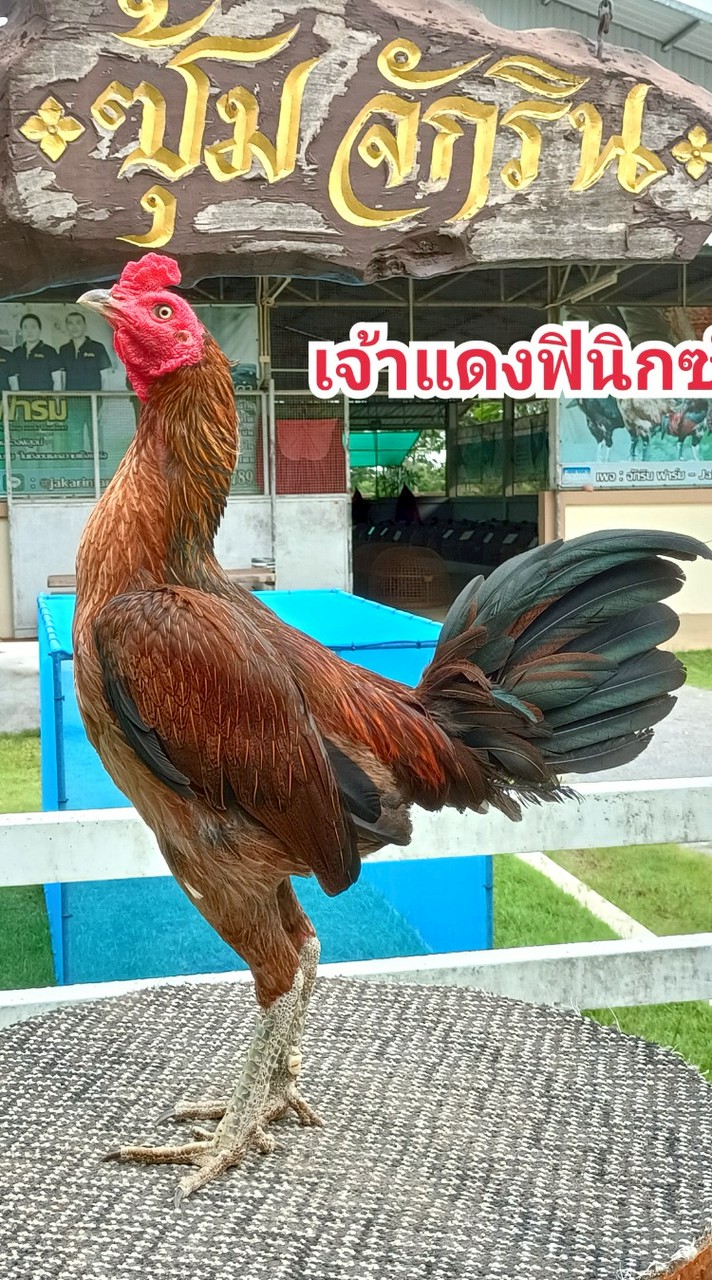 จักรินฟาร์มกลุ่ม9