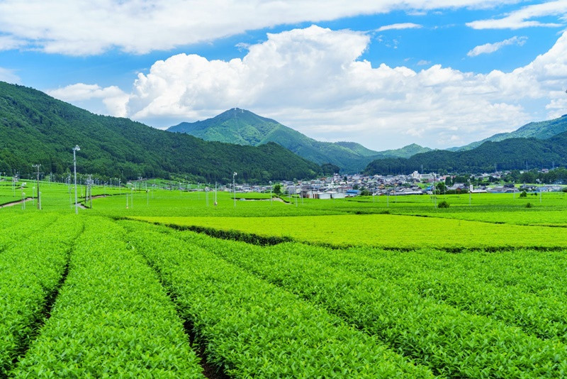 日本三重縣茶田