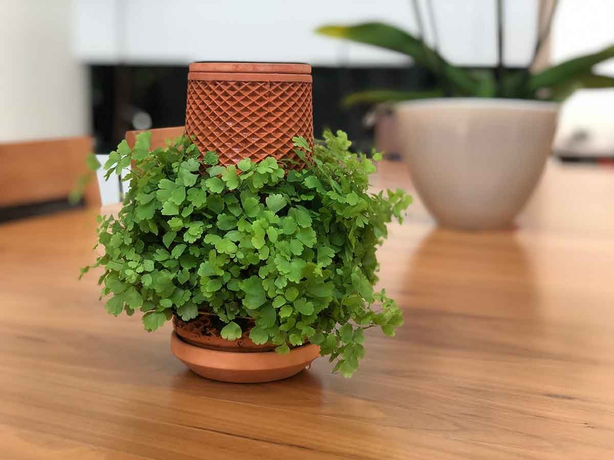 水だけで植物が育つ 土を使わない次世代プランター Terraplanter