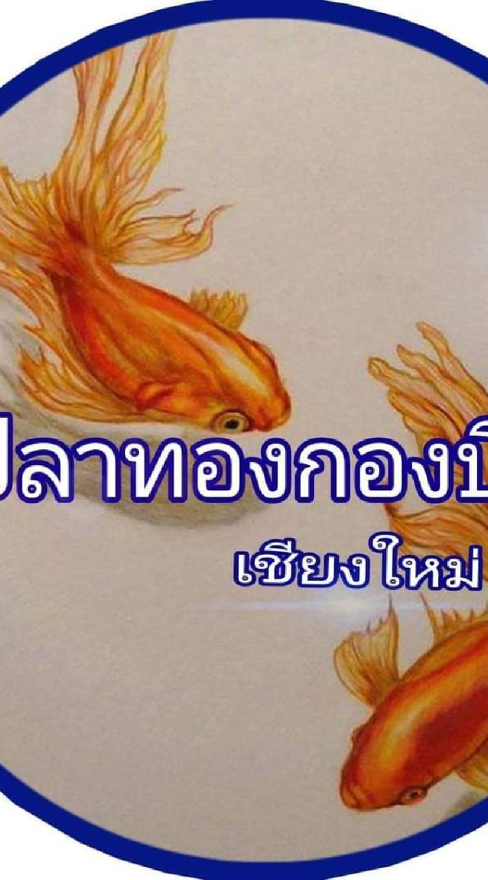 ปลาทองกองบิน เชียงใหม่