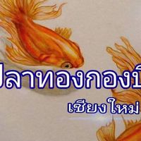 ปลาทองกองบิน เชียงใหม่