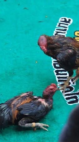ไก๊..ไก่🐓