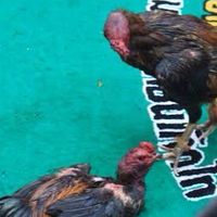 ไก๊..ไก่🐓