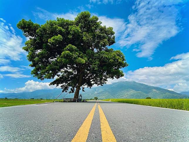 ▲台東金城武樹。(圖/IG @bosenxchia)