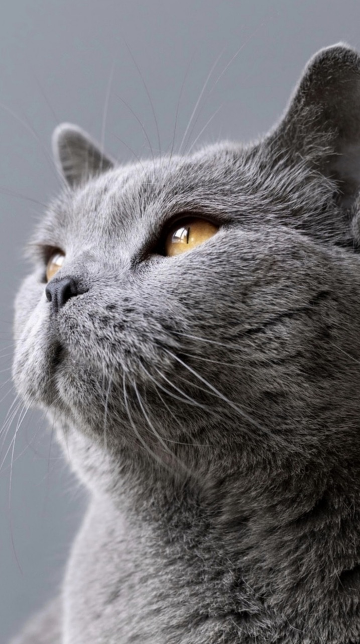 BluecaT