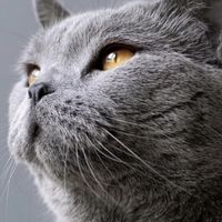 BluecaT