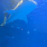 雑談.歌のためのオプ