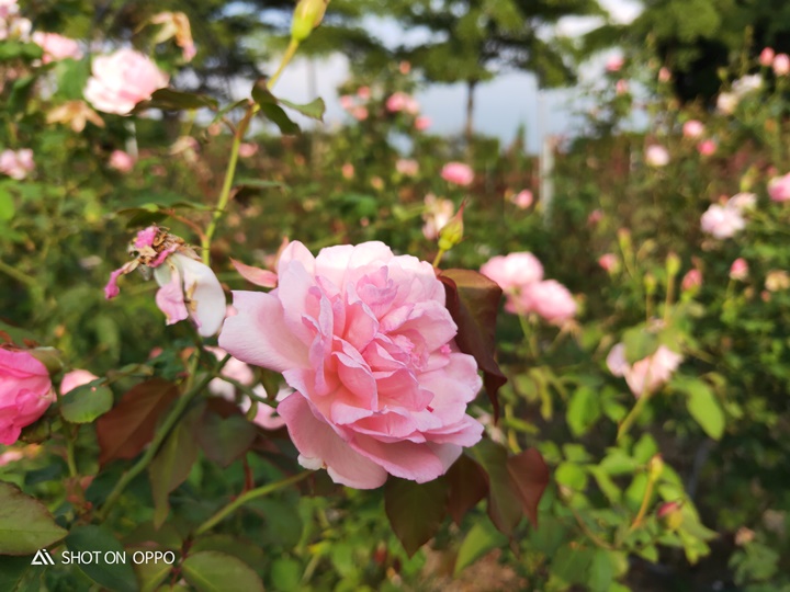 OPPO R17 開箱動手玩，跑分、拍照、續航力表現全都測