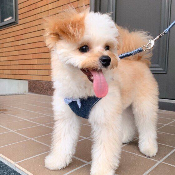 花火 雷 犬の 苦手な音 は身近に 対処法を紹介
