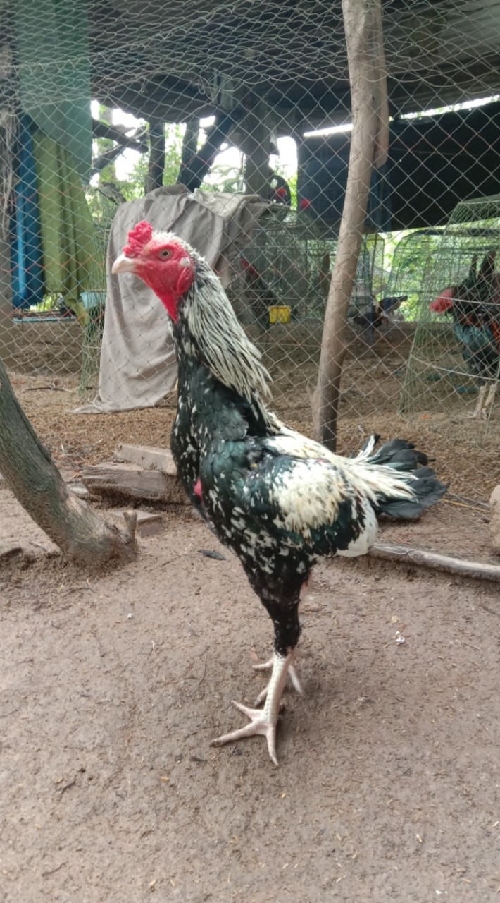 น้องภูผา ไก่ชนพม่าเหล่าโกวเซ้มฟาร์ม100%