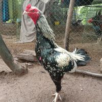 น้องภูผา ไก่ชนพม่าเหล่าโกวเซ้มฟาร์ม100%