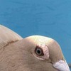 翼翔海翔育種交流