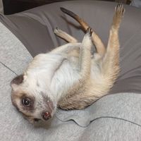 ろび屋の仲間達