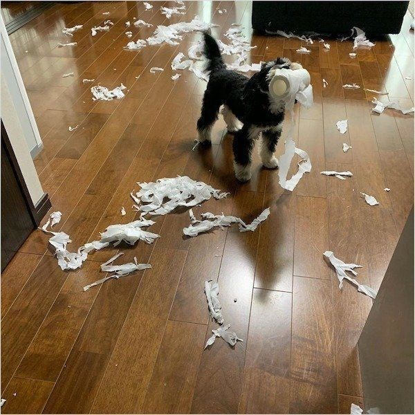 イタズラ犬 のあるある行動4選 本当の理由は