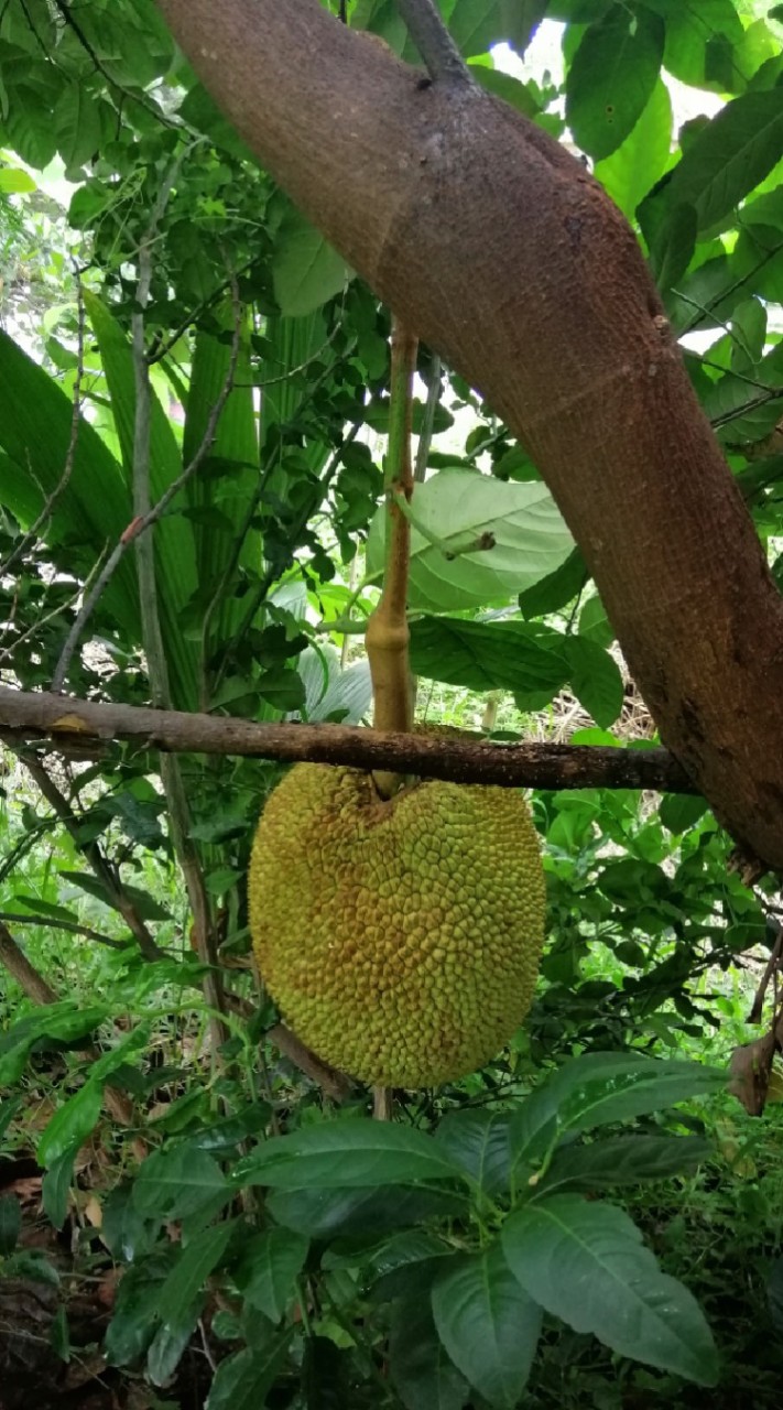 สวนลุงจุ่น​ 1