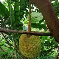 สวนลุงจุ่น​ 1
