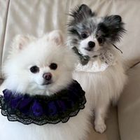 白ポメマシューとマロ【オプチャ内発言禁止🈲】