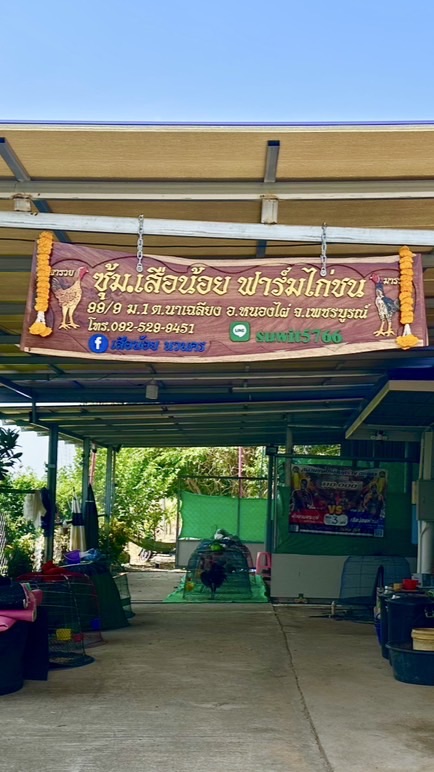 เสือน้อย ฟาร์มไก่ชน (สังกัด บาบาฟาร์ม)