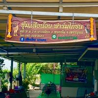 เสือน้อย ฟาร์มไก่ชน (สังกัด บาบาฟาร์ม)