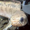 熱帯魚…古代魚…海水魚…甲殻類好きな人の集まり！