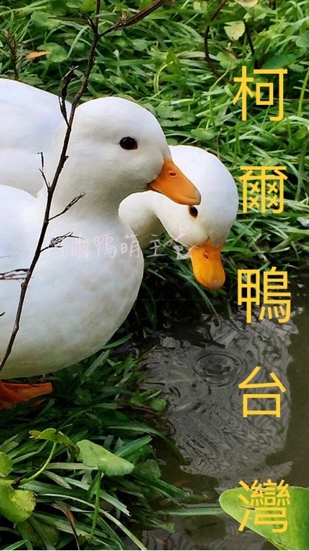 柯爾鴨🐥台灣🔆社群平台