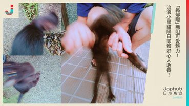 「鬆郁矇」無阻可愛魅力流浪小黑貓隔日即獲好心人收養