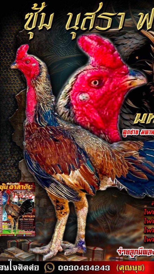 นุสราฟาร์ม  ไก่ชน