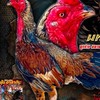 นุสราฟาร์ม  ไก่ชน