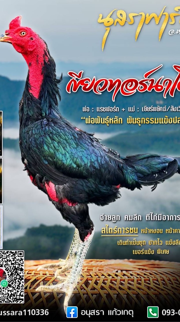 นุสราฟาร์ม  ไก่ชน