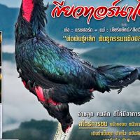 นุสราฟาร์ม  ไก่ชน