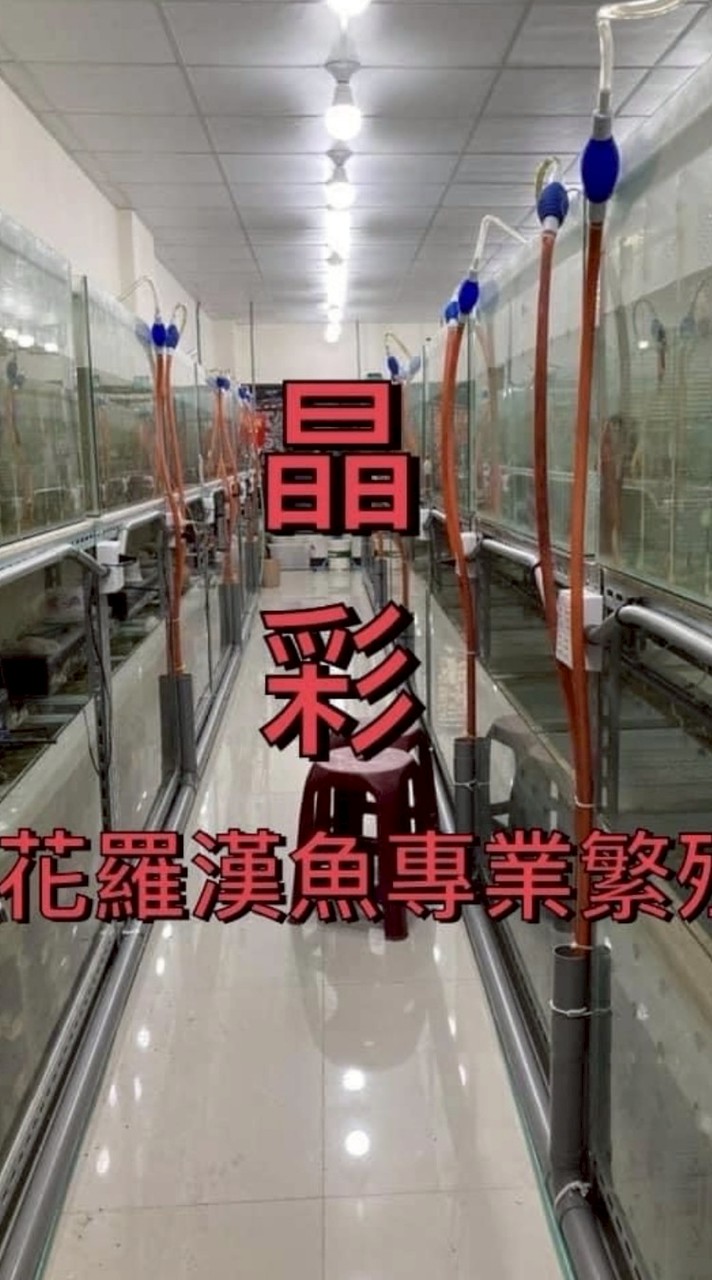 晶彩水族（競標區）羅漢王國