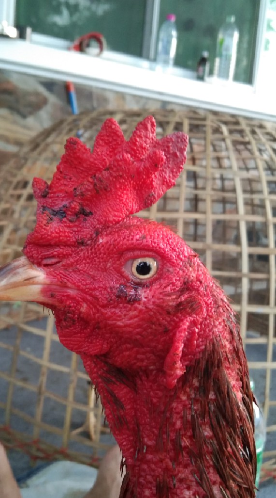 ซุ้ม ส.ใจเย็น(ไก่ชนสายเลือดดี)