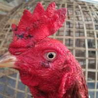 ซุ้ม ส.ใจเย็น(ไก่ชนสายเลือดดี)