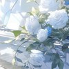 義務教育修了済ぷゆ！！！