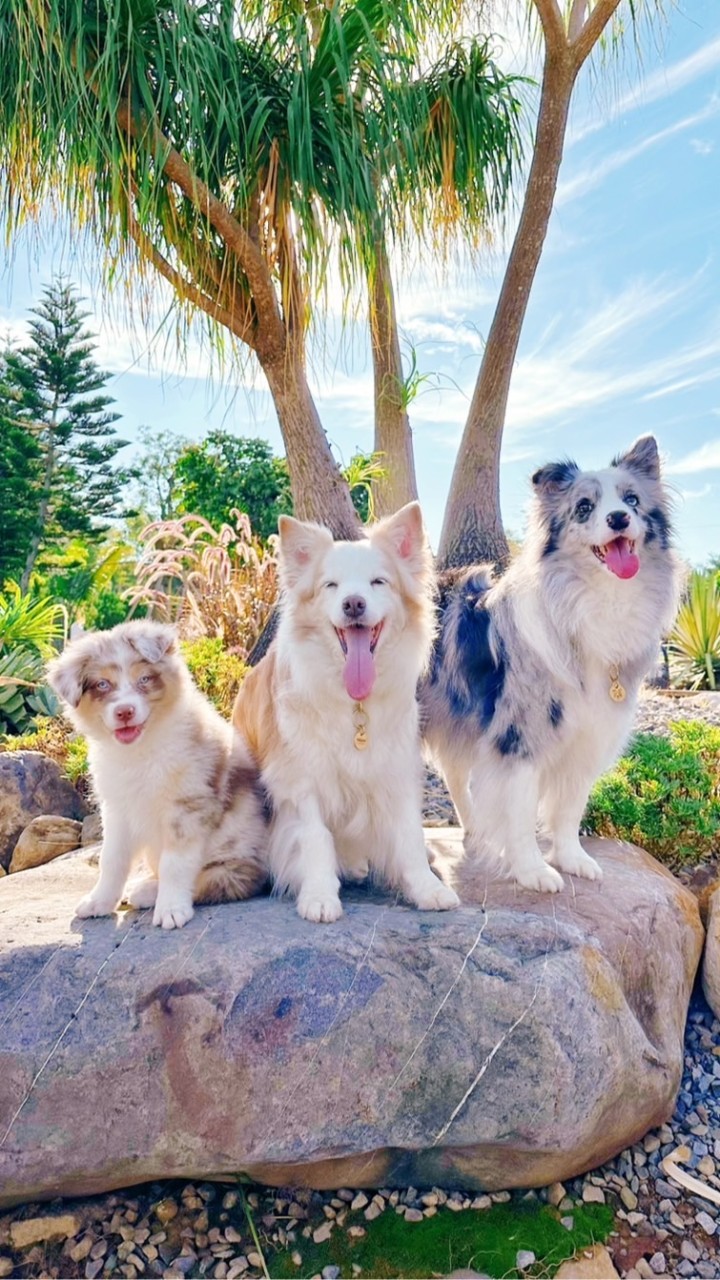 Shiny Holiday ·毛孩快樂購🐾